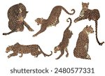 Set of Graphic Illustrations of a Leopard. Tropical Print. 