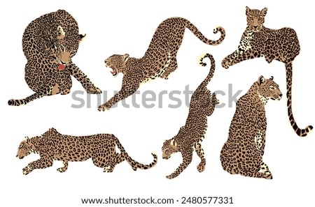 Set of Graphic Illustrations of a Leopard. Tropical Print. 