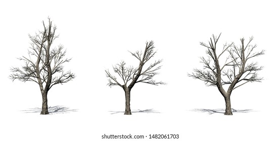 Set of Green Ash trees in the winter with shadow on the floor - isolated on white background - 3D illustration
