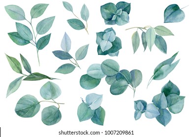 Set Of Green Elements, Branches And Leaves Of Eucalyptus, Watercolor Painting, Hand Drawing,