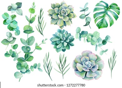 set of green leaves and branches on a white background tropical plants, watercolor illustration, botanical painting eucalyptus, lavender, monstera, succulent echeveria