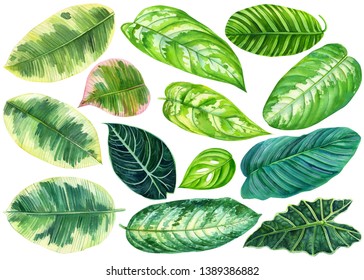 Set Of Green Leaves, Tropical Plants On An Isolated White Background, Watercolor Illustration, Painting Jungle