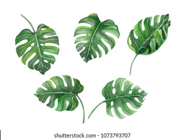 Monstera Leaves Watercolor Images, Stock Photos & Vectors | Shutterstock