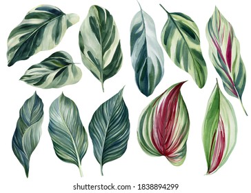 Set of green tropical leaves on white background, watercolor illustration, jungle design