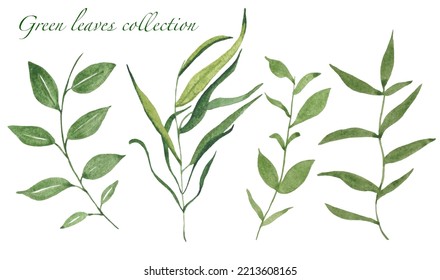 Set of green watercolor isolated leaves - Shutterstock ID 2213608165