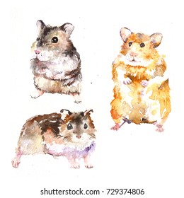 Set of hamsters. Watercolor hand drawn illustration at white background