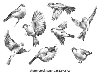 3,093 Flying Bird Pencil Drawing Images, Stock Photos & Vectors ...