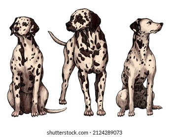
Set of hand drawn colored ink dogs sketches. Dalmatian, watchdog, a dog of a white, short-haired breed with dark spots. Vintage ink animals illustration. Isolated on white