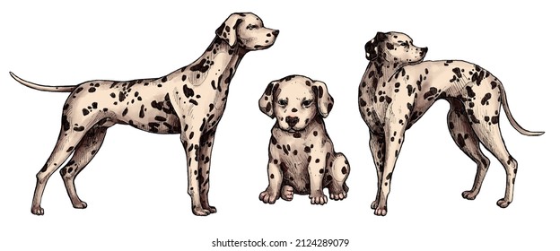 
Set of hand drawn colored ink dogs sketches. Dalmatian, watchdog, a dog of a white, short-haired breed with dark spots. Vintage ink animals illustration. Isolated on white