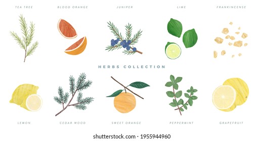 Set Of Hand Drawn Herbs Illustration, Isolated On White Background - Tea Tree, Blood Orange, Juniper, Lime, Frankincense, Lemon, Cedar Wood, Sweet Orange, Peppermint, Grapefruit