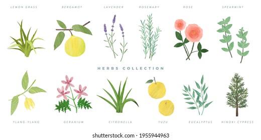 Set of hand drawn herbs illustration, isolated on white background -lemon grass, bergamot, lavender, rosemary, rose, spearmint, ylang-ylang, geranium, citronella, yuzu, eucalyptus, hinoki cypress