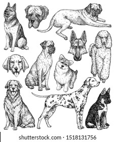 Dogs Hand Drawn Set Stock Vector (Royalty Free) 104345108 | Shutterstock