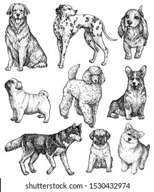 Set of hand drawn ink dogs sketches. Portraits of labrador, retriever, corgi, poodle, mastiff, husky, shepherd, dachshund, pug, dalmatian. Vintage ink animals illustration. Isolated on white