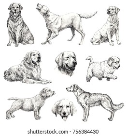 
Set of hand drawn ink dogs sketches. Retriever, labrador. Vintage ink animals illustration. Isolated on white