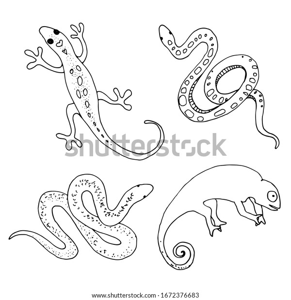 Set Hand Drawn Reptiles Contour Drawing Stock Illustration 1672376683 ...
