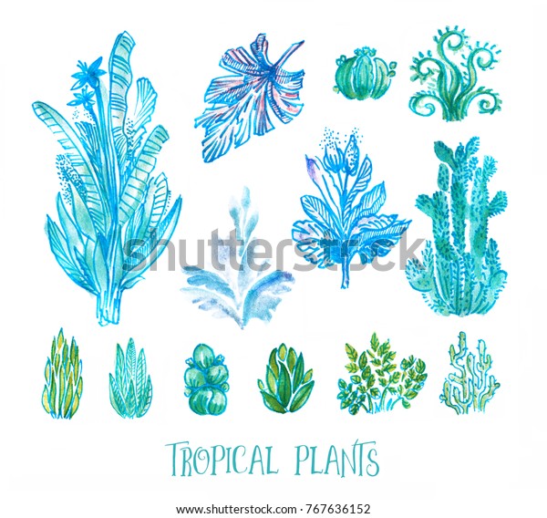 Set Hand Drawn Tropical Plants Succulents Stock Illustration 767636152 Shutterstock 