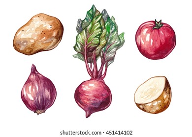 Set of hand drawn watercolor vegetables. Watercolor beet root, tomato, onion, potato isolated on white background. Fresh, organic, vegetarian and healthy food. - Powered by Shutterstock