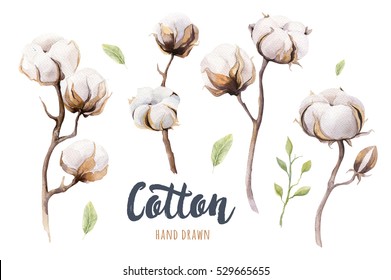 Set Of Hand Drawn Watercolour Cotton Boll. Isolated Watercolor Painting On White Background. Cotton  Branch Flower Print Decoration.