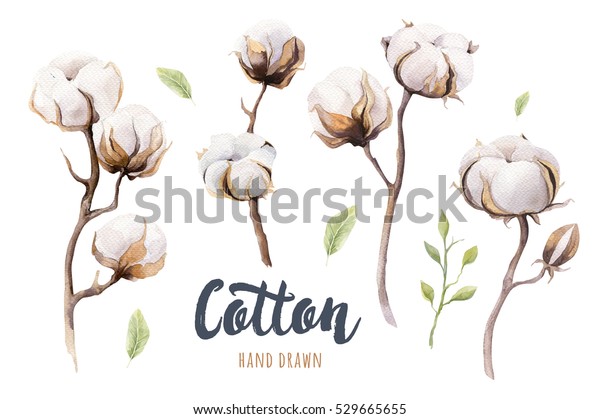 手描きの水彩のセット コットンボール 白い背景に分離型水彩画 木綿の枝花の紋章 のイラスト素材