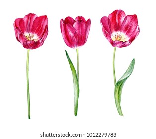 set of hand drwawn watercolor tulips