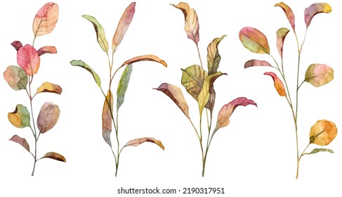 Set of hand painted watercolor autumn leaves. Realistic botany withered colorful leaves on white background