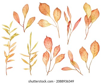 Set of hand painted watercolor botany isolated on white background. Raster scanned autumn wilted leaves on twigs