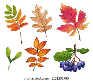 Set of hand painted watercolor leaves, fruits and branches. Isolated objects on white background. Autumn foliage clip art.
