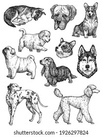 Set of hand-drawn ink dogs sketches. Portraits of labrador, retriever, corgi, poodle, mastiff, husky, shepherd, dachshund, pug, dalmatian. Vintage ink animals illustration. Isolated on white