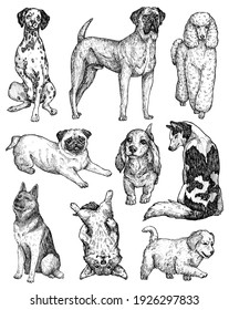 Set of hand-drawn ink dogs sketches. Portraits of labrador, retriever, corgi, poodle, mastiff, husky, shepherd, dachshund, pug, dalmatian. Vintage ink animals illustration. Isolated on white
