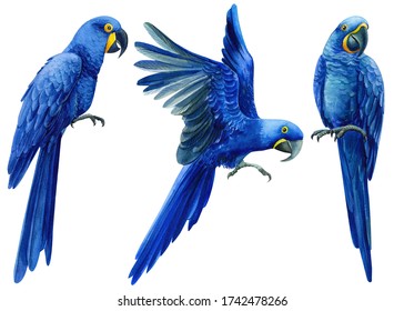 Set of hand-drawn watercolor birds, macaw hyacinth parrot on an isolated transparent background, tropical illustration