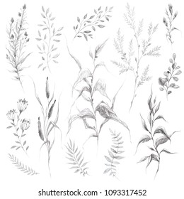 Set Of Handsketched Wild Flowers And Herbs, Pencil Drawing Collection. Nature Elements, Plants, Florals, Branches Sketch Isolated On White Background.