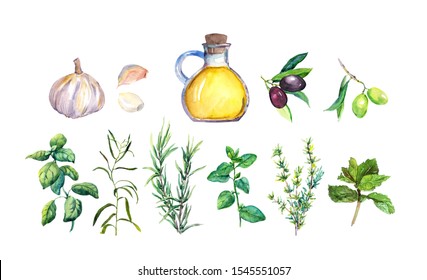 Set of herbs and spices for French cuisine - olive oil, garlic, rosemary, basil, oregano, parsley, mint, marjoram, thyme. Green aromatic plants.  Watercolor collection