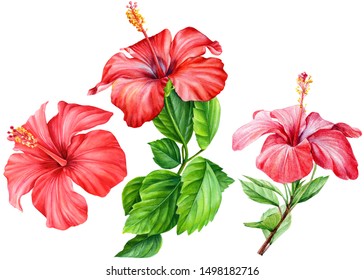 Bouquet Hibiscus Images, Stock Photos & Vectors | Shutterstock