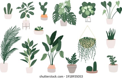 set of home plants in pots on a white background