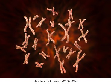 Set of human chromosomes, female karyotype, 3D illustration