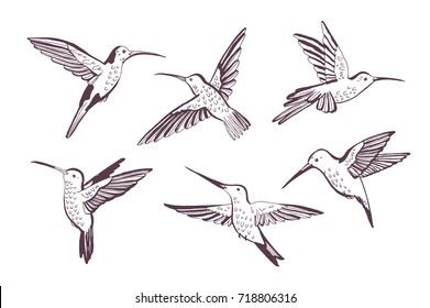 Hummingbird Vector Pattern Stock Vector (Royalty Free) 559010041 ...