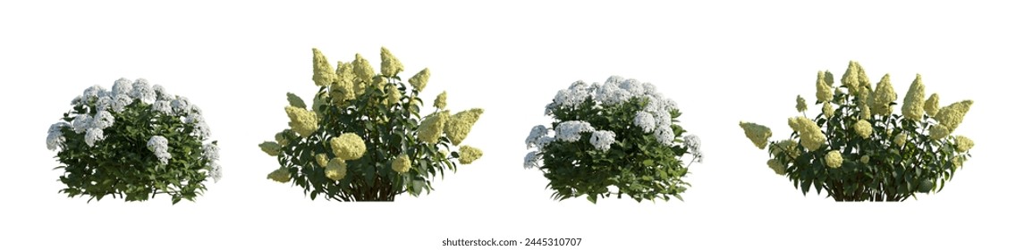 Set hydrangea arborescens annabelle and paniculata phantom bush shrub isolated on a white background perfectly cutout hd 