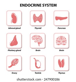 Set Icons. Human Anatomy. Endocrine System (pituitary Gland, Testicle, Ovary, Pancreas, Thyroid, Thymus, Adrenal Gland). 