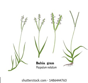 Set Of Iilustrations Of Paspalum Notatum, Bahia Grass.