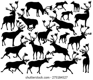 Set Of Illustrated Silhouettes Of Reindeer Or Caribou Standing, Walking, Running And Leaping