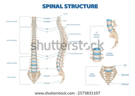 Set illustration of the human spinal structure, highlighting cervical, thoracic, lumbar, sacrum, and coccyx vertebrae. The image includes labeled components such as spinous processes, transverse