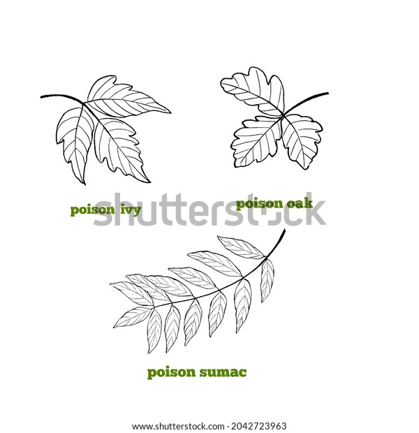 Set of illustrations of\
poisonous leaves. Toxic plants - Poison ivy, Poison sumac and\
Poison oak.