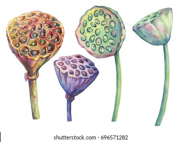 Set with Indian lotus dried seed pod, head (water lily). Watercolor hand drawn painting illustration isolated on white background.