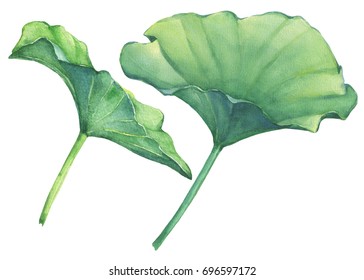 Set Indian lotus leaves (water lily). Watercolor hand drawn painting illustration isolated on white background.  