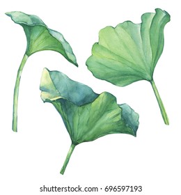Set Indian lotus leaves (water lily). Watercolor hand drawn painting illustration isolated on white background. 