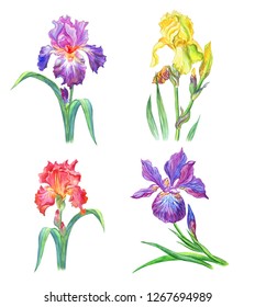 Set of irises on a white background, watercolor drawing isolated with clipping path