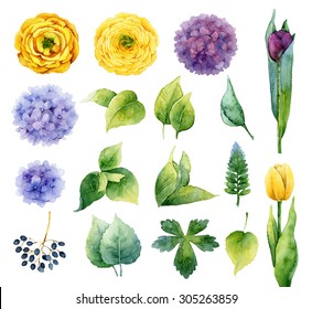 Set of isolated elements of flowers and leaves. Watercolor illustration