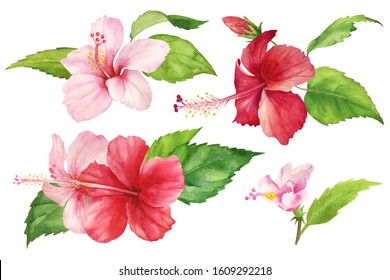 Hibiscus Set Isolated White Background Watercolor Stock Illustration ...