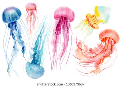 set jellyfish an isolated white background  watercolor illustration  hand drawing