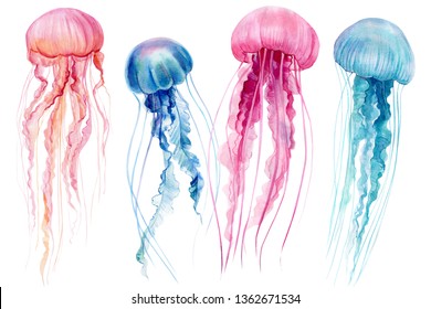 set of jellyfish on an isolated white background, watercolor illustration, hand drawing